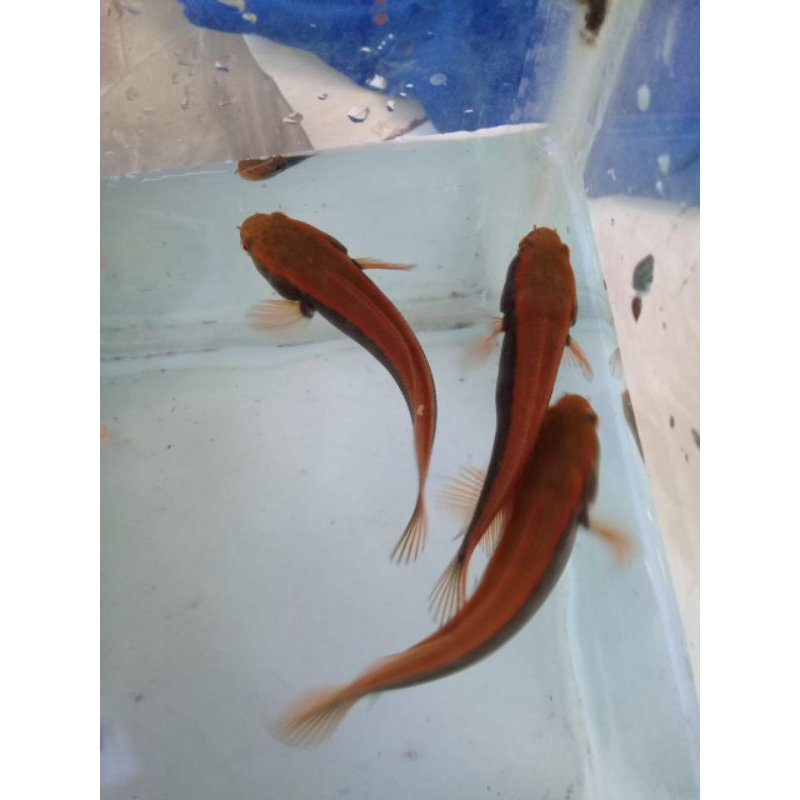 channa red maru bahan - ikan cana