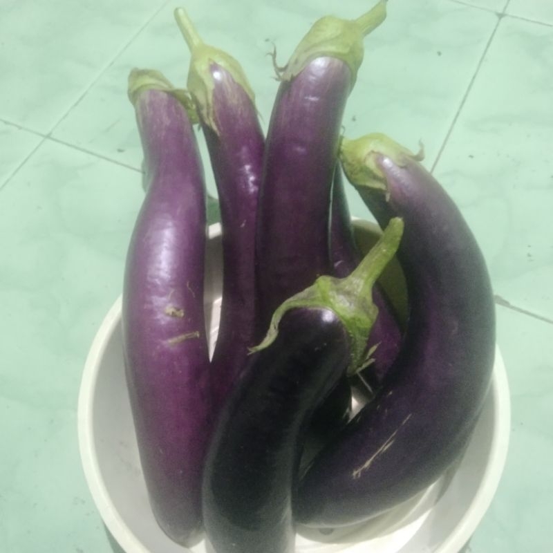 

(1kg) terong ungu/terong hijau super segar.