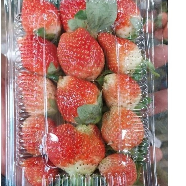 

Buah Strawberry pack /150 gr