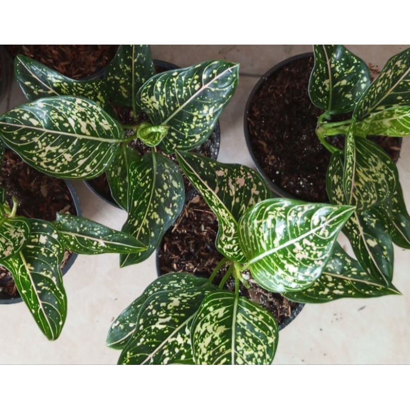 aglonema Siti nurhaliza