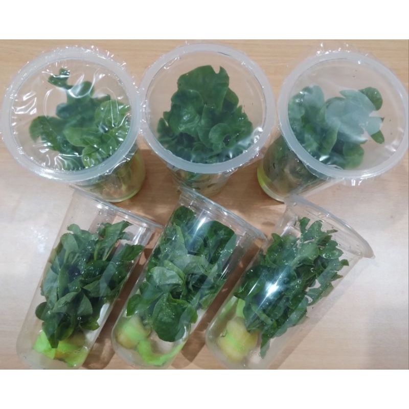 

Sayuran Bayam Brazil Fresh