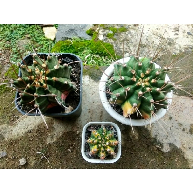 sepaket kaktus gymno yellow Tiger var dan Miha Oren