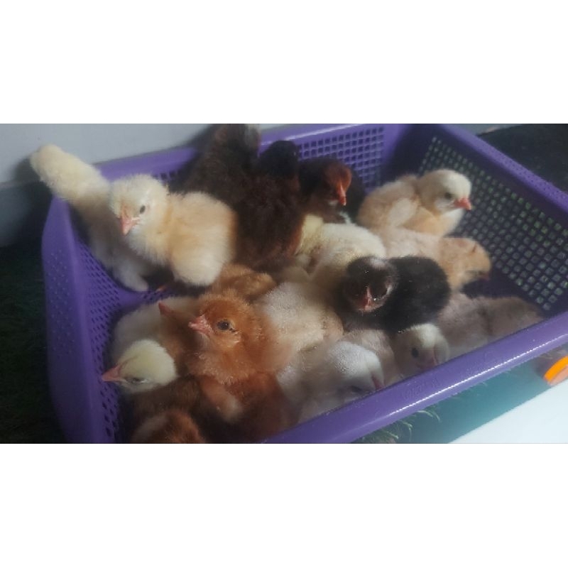 Anak Ayam Kampung Pedaging 10 ekor/DOC Ayam Kampung Pedaging/Bibit Ayam Kampung Unggul Pedaging Berk