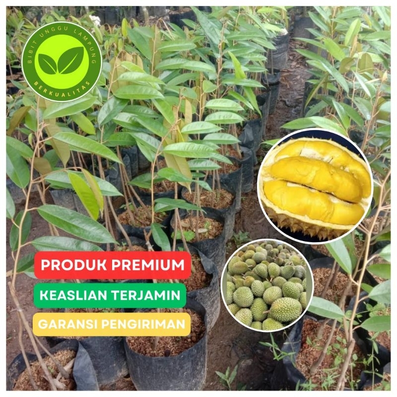 bibit durian musangking kaki 3 Tanaman okulasi