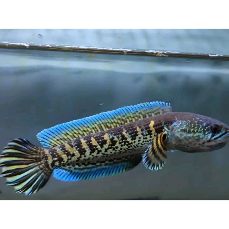 Auranti Machulata Hig Fin Top Size 14-17cm