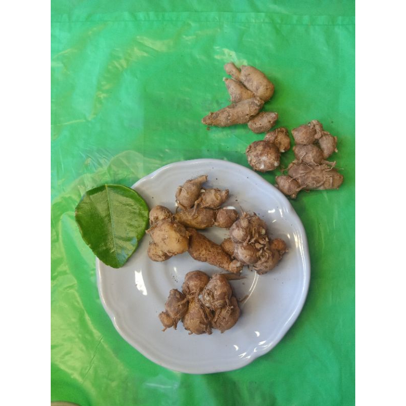

KENCUR SEGAR 1 KG DAGING PUTIH