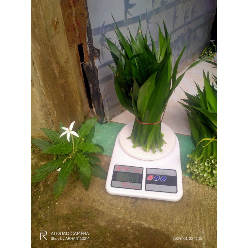 

daun Suji segar isi 100 gram