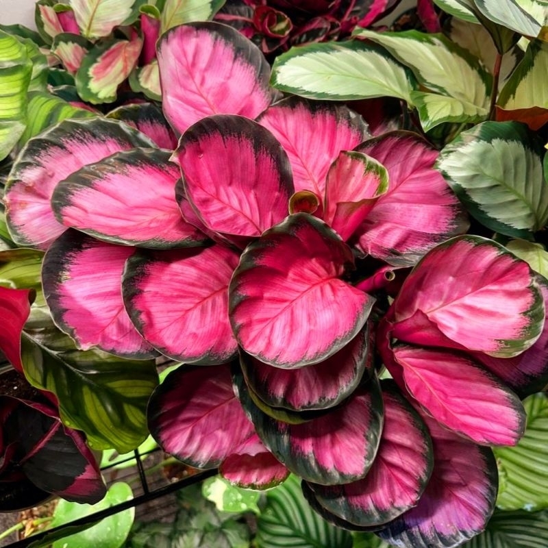 Tanaman Hias Calathea Crimson 5-10 daun besar/ Kalatea Krimson Bukan Bonggol bibit import rawatan mu