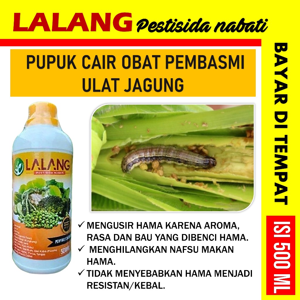 Pupuk Pengendali Hama Ulat Jagung Paling Ampuh LALANG Membasmi Hama Sampai tuntas Racun Ulat Pada Sa