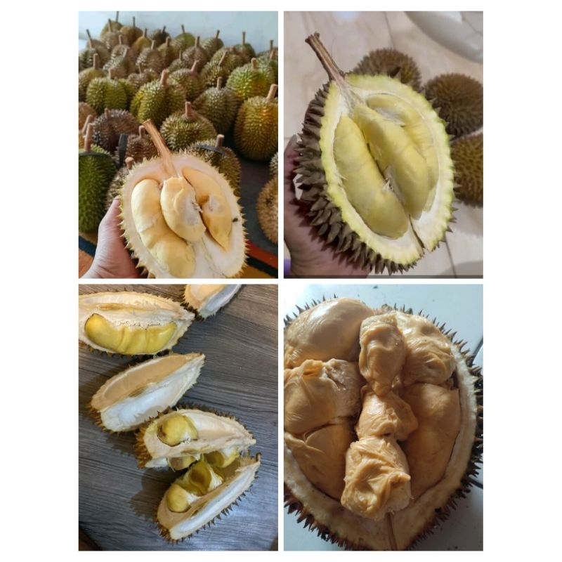 

Durian 100% manis 3 buah 120 ribu