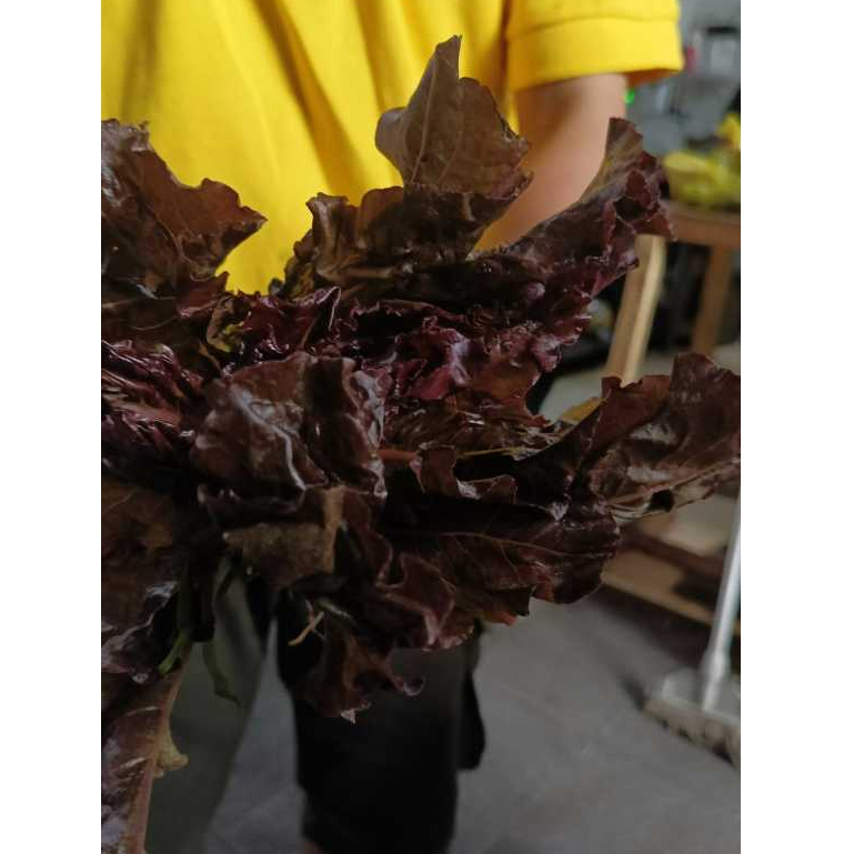 

Lorosa / Selada Merah 250g Sayur Segar Bandung