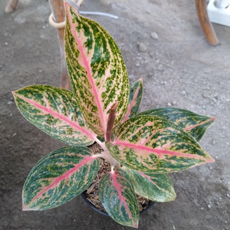 Aglonema Widuri