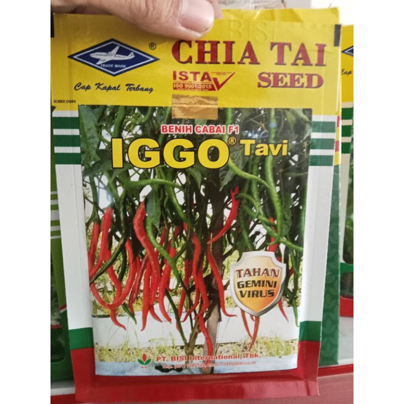 cabai keriting iggo tavi