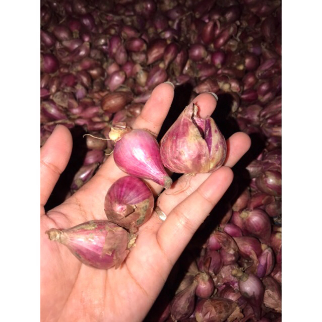 

BAWANG MERAH 1kg Murah