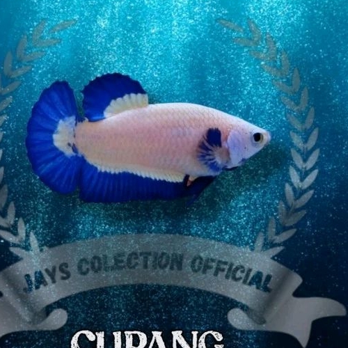Ikan Cupang bahan Blue Rim Garansi Clean Body