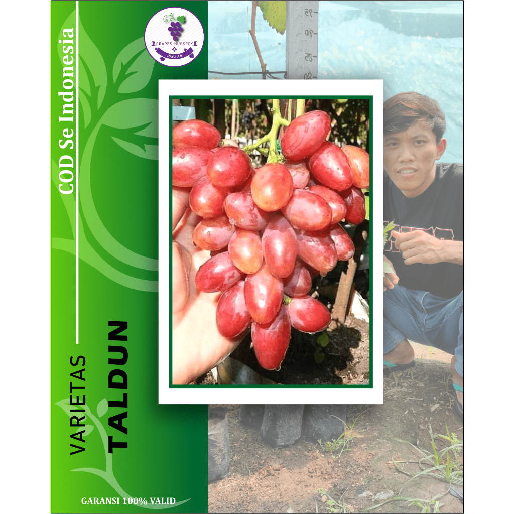 Bibit Anggur Impor TALDUN