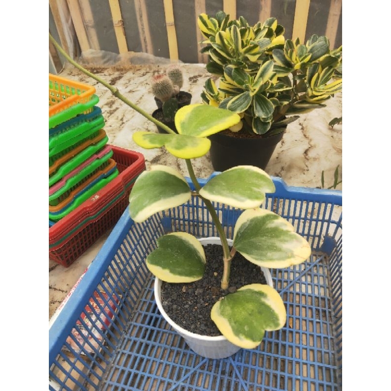 hoya love cluster  pot 12cm