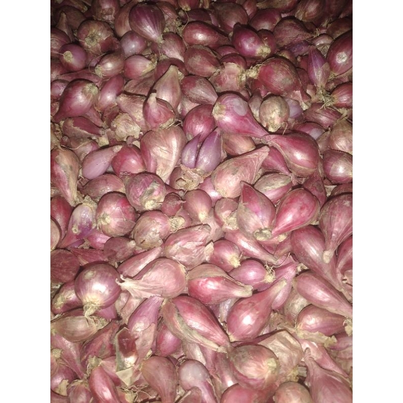 

bawang brebes