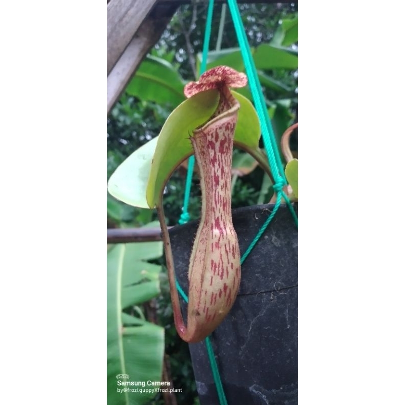 Nepenthes boschiana x clipeata