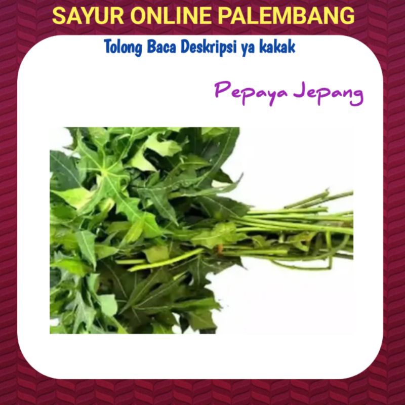 

Daun Pepaya JepangPer Ikat - Sayur Segar Palembang