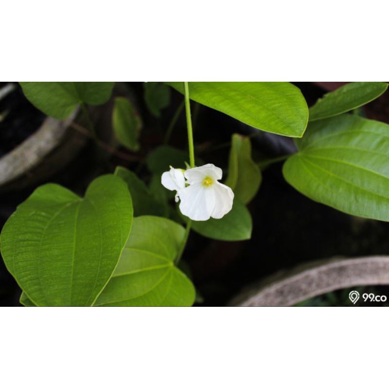 Tanaman hias hidup melati air Tanaman hias air melati air