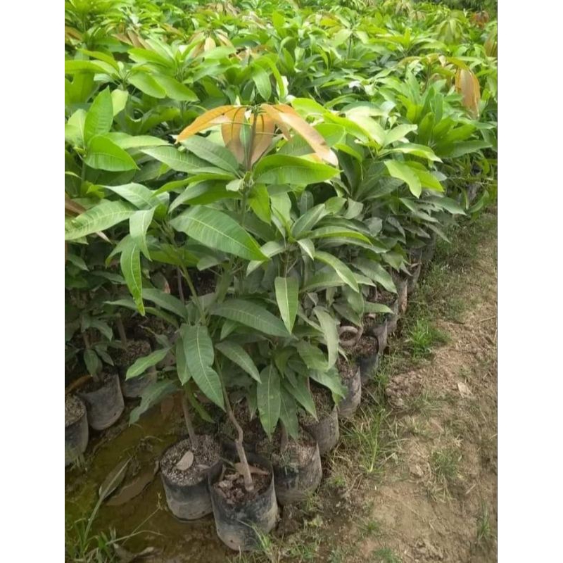 bibit buah mangga chokanan