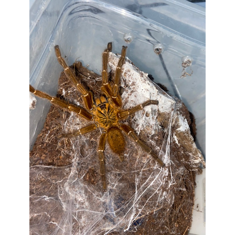 Tarantula Pterinochilus murinus / orange baboon tarantula / tarantula OBT