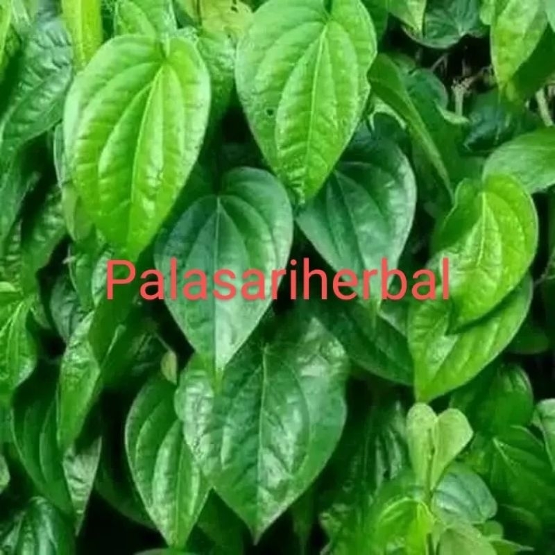 

DAUN SIRIH HIJAU SEGAR PER 20 LEMBAR