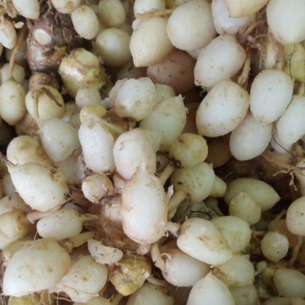 

Harga Miring Kunyit putih segar