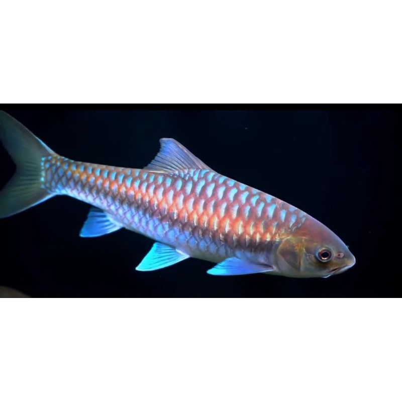 Neo Baoshan Chinese Blue Mahseer Babby