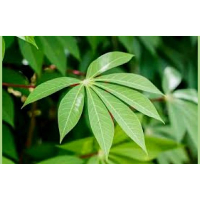 

Daun Singkong Segar 500 Gr