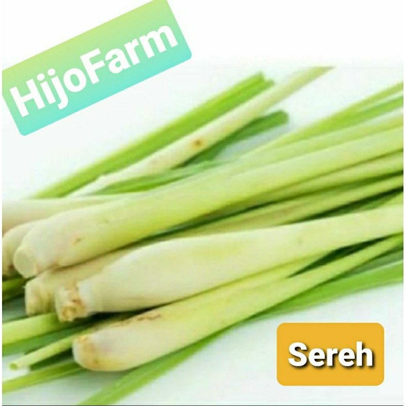 

Daun Sereh / Serai Segar 500 gr
