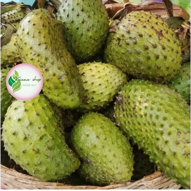 

Buah sirsak segar setengah matang 1buah