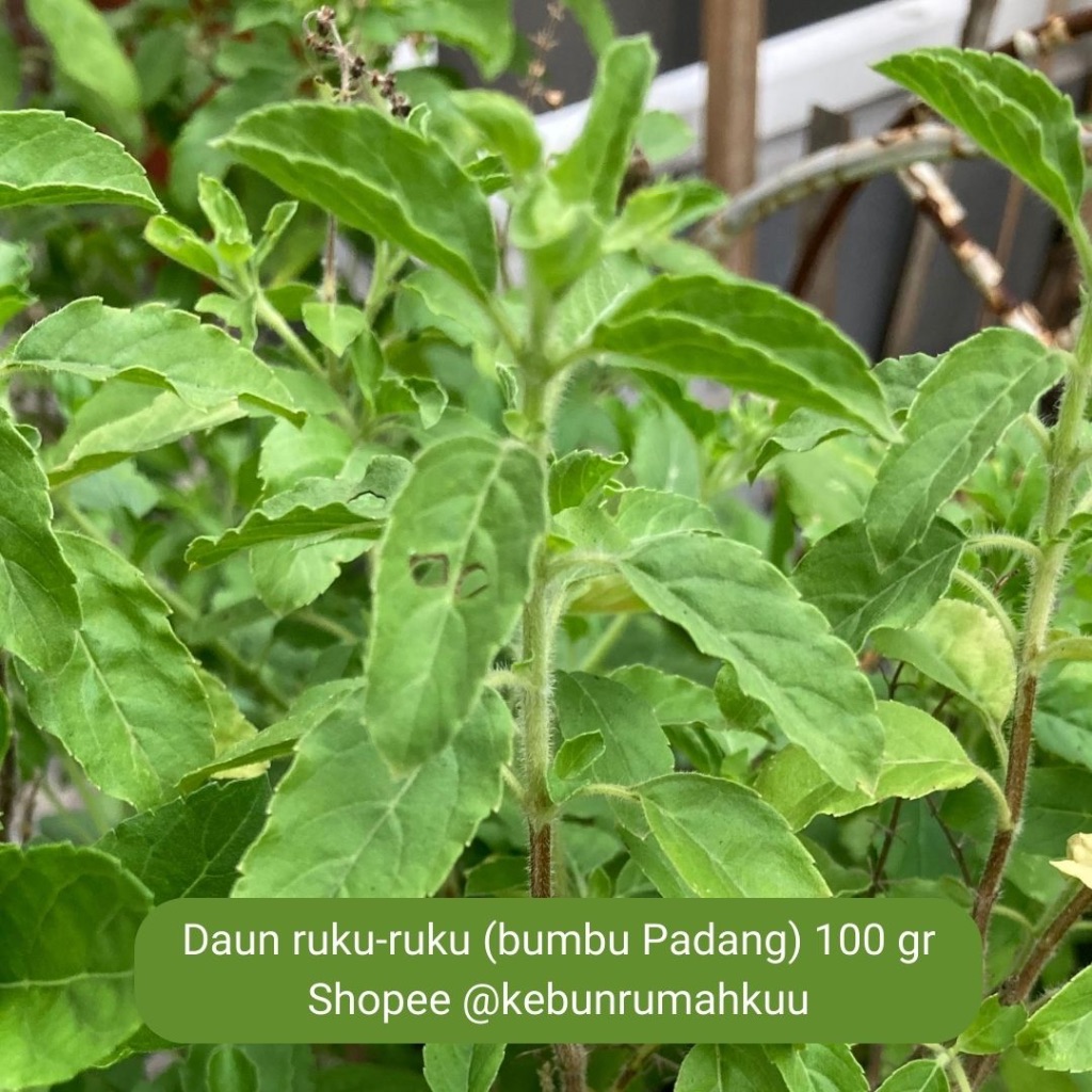 

Daun ruku ruku 200 gr