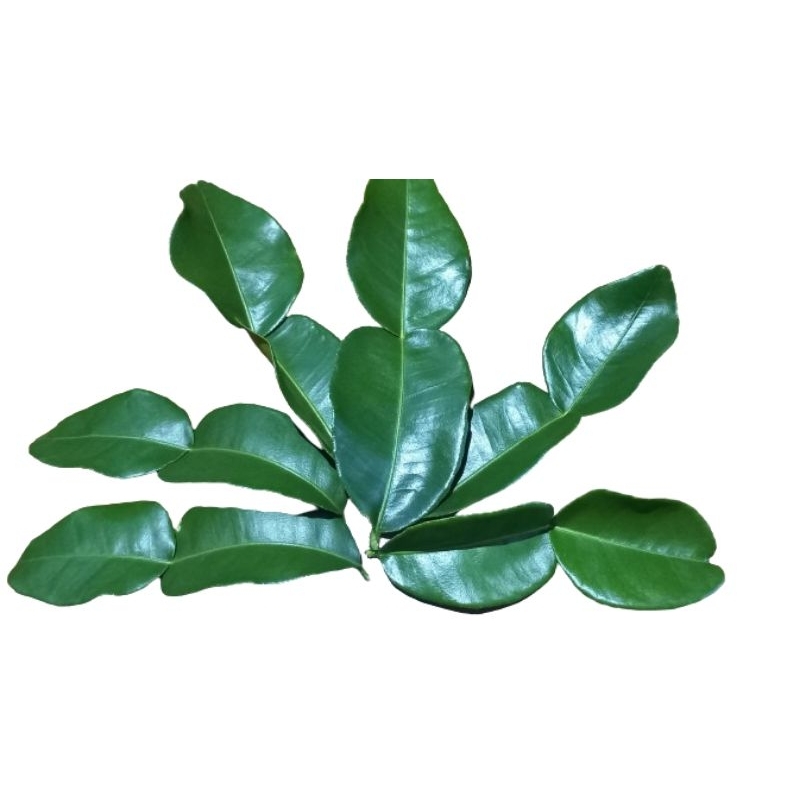 

Daun Jeruk Segar bumbu dapur fresh
