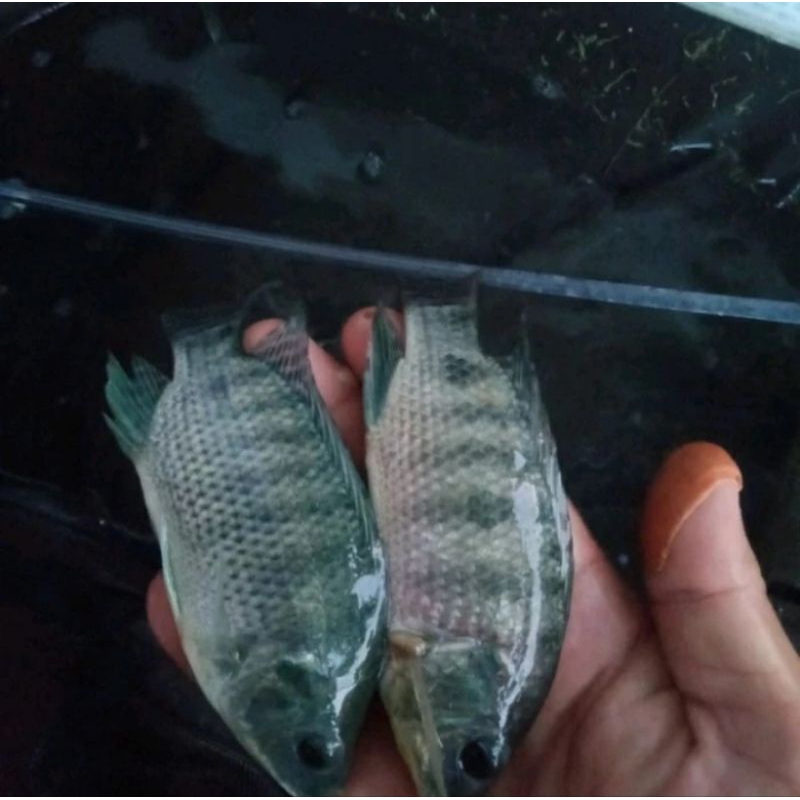 Bibit ikan nila hitam