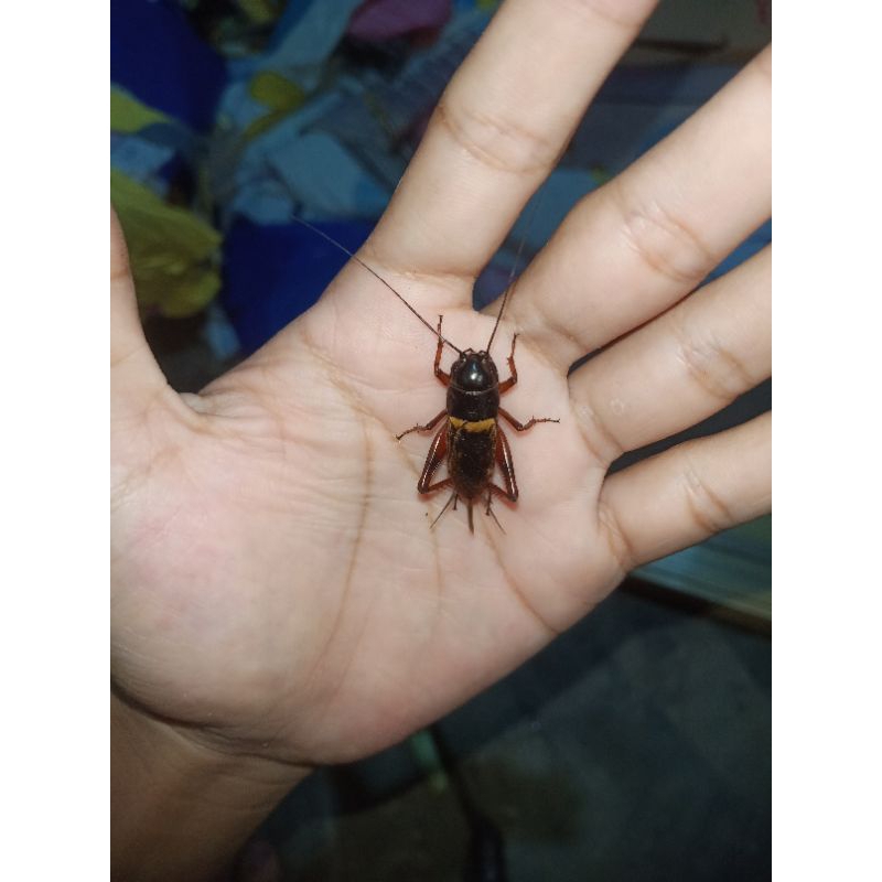 JANGKRIK HIDUP SUDAH SAMA KANDANG / JANGKRIK ADUAN HIDUP / JANGKRIK SAWAH