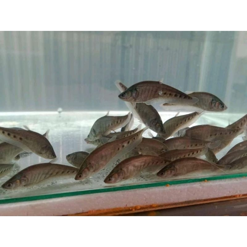 belida bk hiasan aquarium