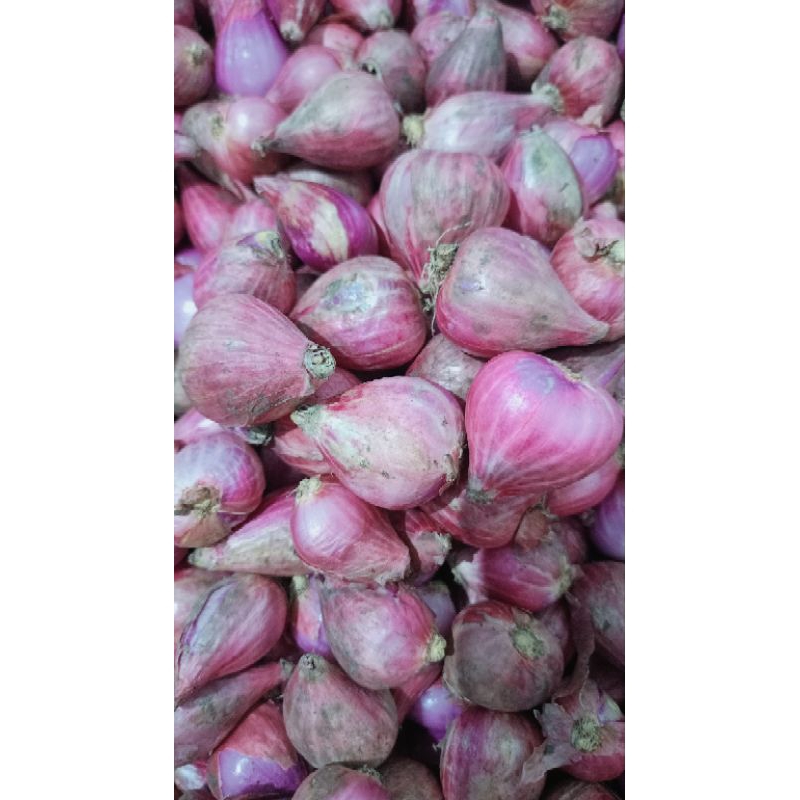 

bawang merah besar super