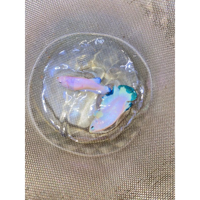 PK BLU RIM MALE FELMALE TOP