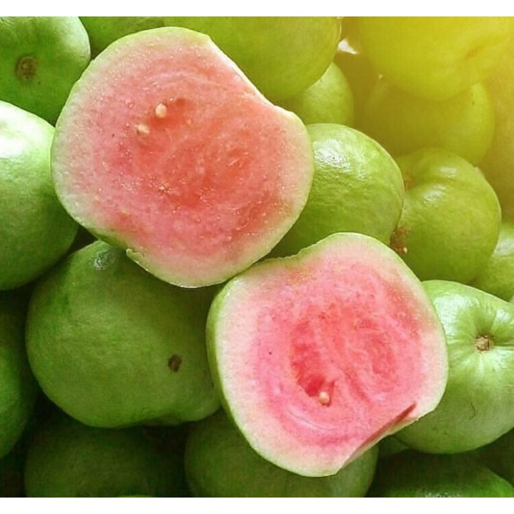 Bibit Tanaman Buah Jambu Kristal Merah/Jambu Red Diamond