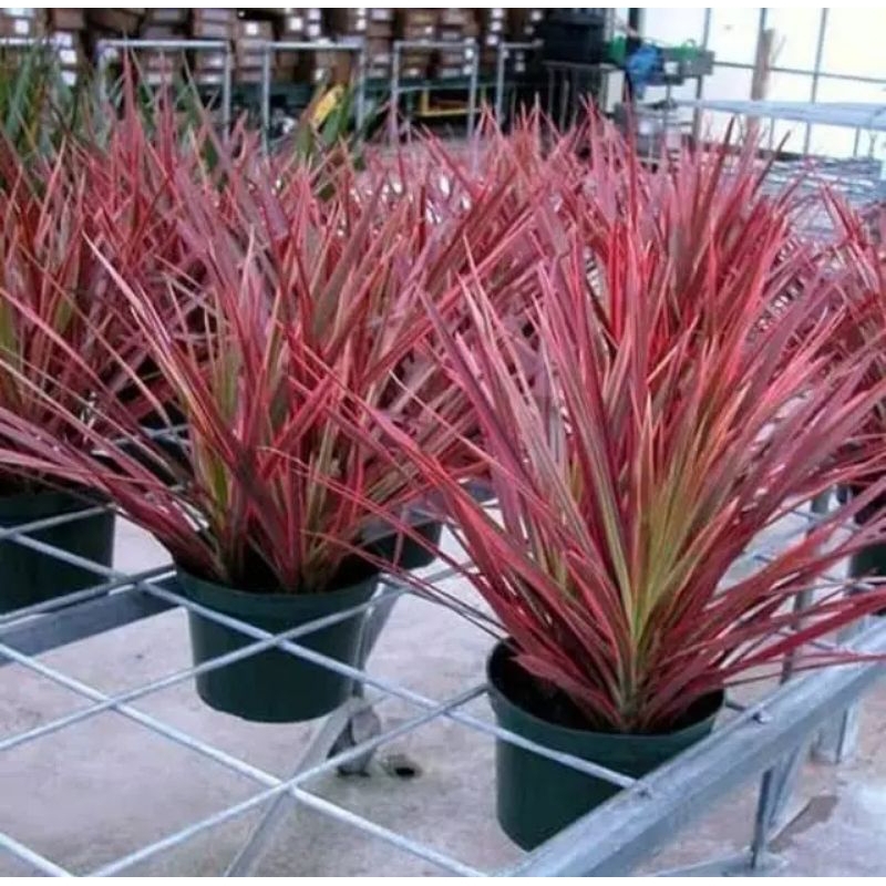 tanaman hias  trikaler tricolor merah