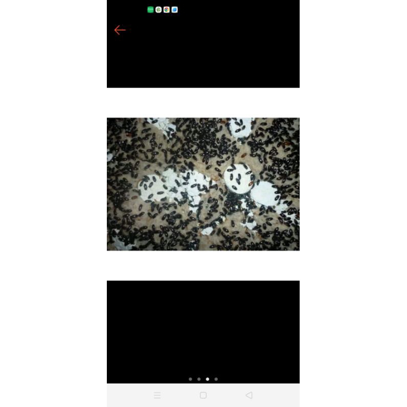 semut Jepang isi 100++