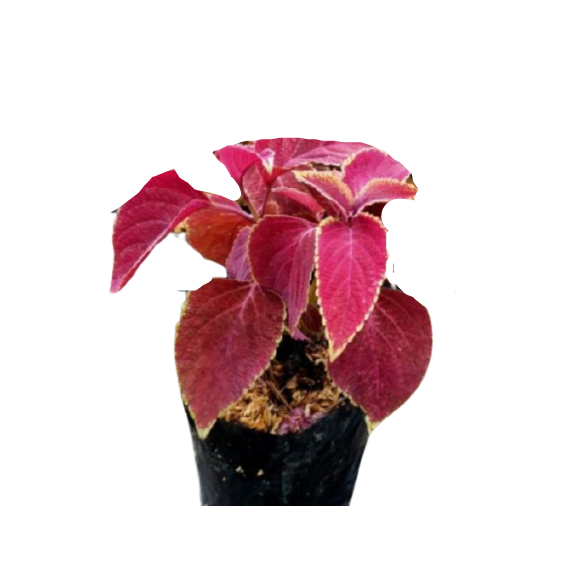 tanaman hias bunga miana merah bibit bunga miana merah