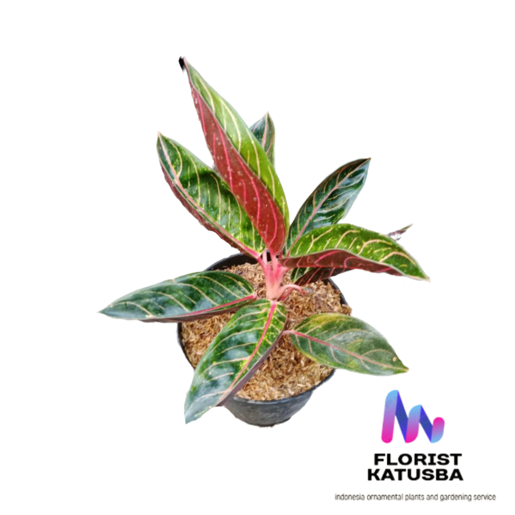 tanaman Aglonema Red Sumatra Aglonema Pride of Sumatra