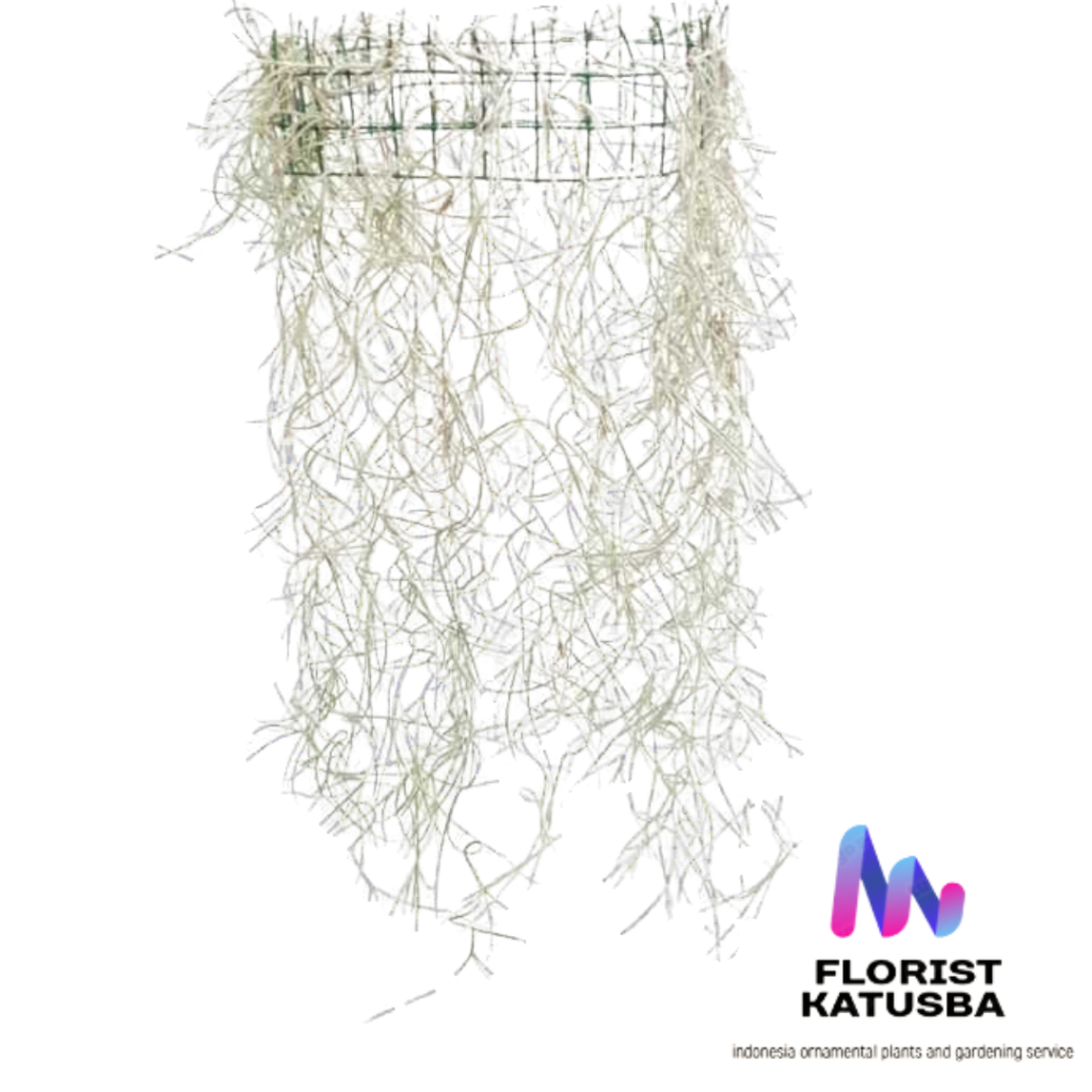 Tanaman jenggot Musa 50cm Tanaman Unik Gantung|Tanaman hidup