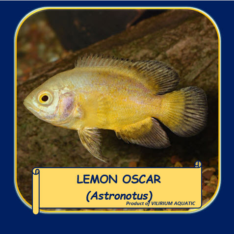 IKAN HIAS AIR TAWAR  - OSCAR LEMON