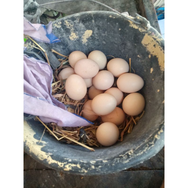 

Telur Fertil Ayam ELBA