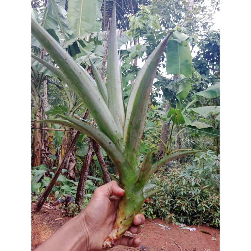 bibit nanas madu super jumbo nanas madu manis tanpa duri biggg