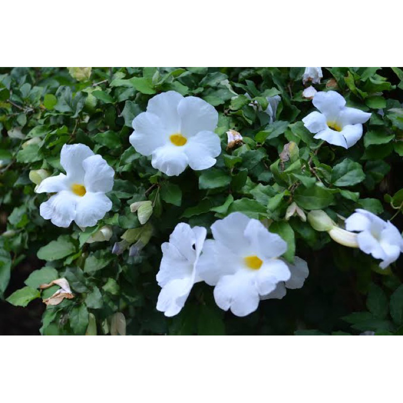 Thunbergia erecta, bunga putih atau ungu, acak